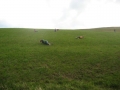 pfila_09_43_20090708_1036469469