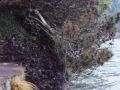 Segnas 1990 - (303)