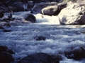 Elm 1994 - (181)